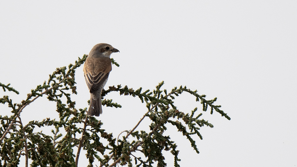 Red-backed Shrike